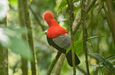 Rare Andean cock of the rock (Rupicola), Jardin, Colombia