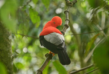 Rare Andean cock of the rock (Rupicola), Jardin, Colombia