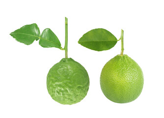 Green Lime and Bergamot isolated on white background with clipping path.