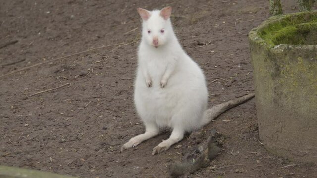 Albino Bennet's Wallaby in petting zoo