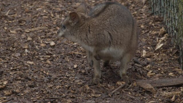 red-necked wallaby (Macropus rufogriseus) standing around on path