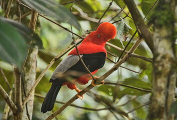 Rare Andean cock of the rock (Rupicola), Jardin, Colombia