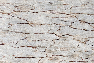 Tree bark texture nature abstract background