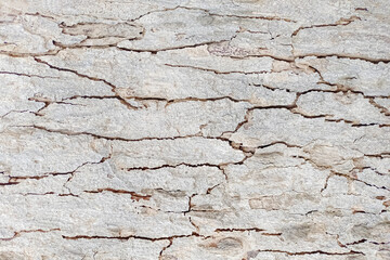 Naklejka premium Tree bark texture nature abstract background