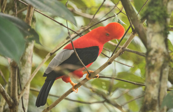 Rare Andean cock of the rock (Rupicola), Jardin, Colombia
