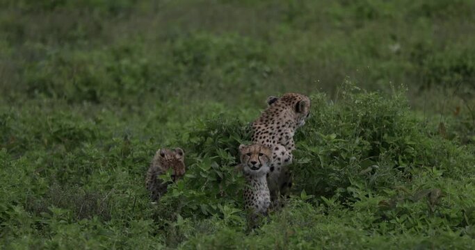 Bloody mother cheetah protects kill with two cubs