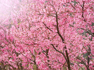 Pink Sakura flowers in nature background.