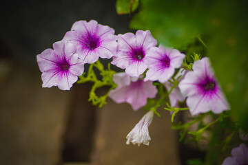 Flowers on a green background