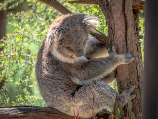  Koala Cuddling Tree