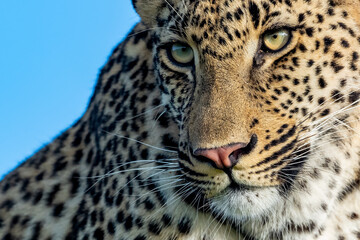 Fototapeta na wymiar Shangwa Male Leopard. Photo'd at Dulini Lodge in the Sabi Sand Game Reserve of South Africa
