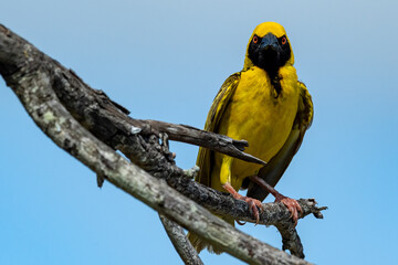Village Weaver photo'd at Dulini Lodge in the Sabi Sand Reserve of South Africa