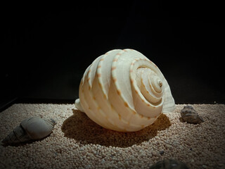 Marine biota on the beach sand