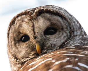 close up of barred owl
