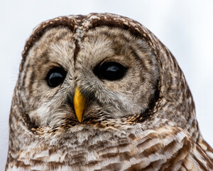 barred owl face