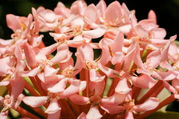 Macro photo blooming flowers