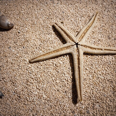 Marine biota on the beach sand
