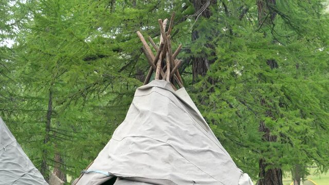 Traditional tent made with long tree branches. Forest nomad nomadic life wood woodland boreal temperate green dense vegetation forestry sylvan grove taiga pine beech plant land cover subtropical woods