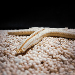 Marine biota on the beach sand