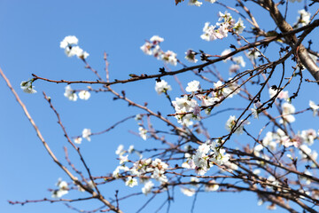 Blur of Pink blossom sukura flowers on a spring day in Japan., Beautiful flowering Japanese cherry - Sakura.