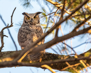 great horned owl