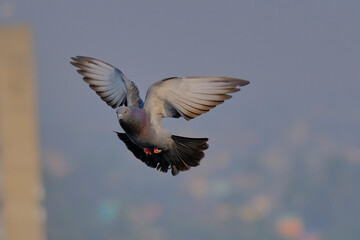 Rock Pigeon isolated on sky