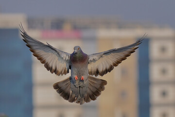 Rock Pigeon isolated on sky