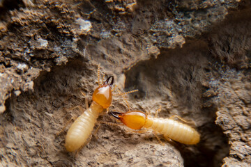 Group of the small termite on decaying timber. The termite on the ground is searching for food to feed the larvae in the cavity.