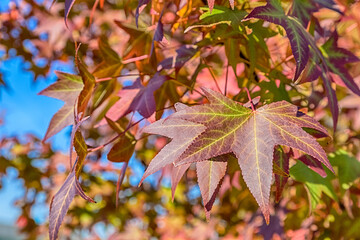 color in fall, maple leaf with clear blue sky.