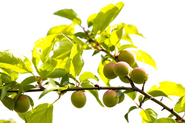 Young green ume plum fruit on a tree., Japan plum.