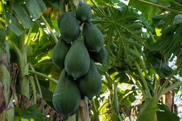 Carica papaya,Papaya, Melan Tree, Paw Paw, That is bearing fruit on its tree.