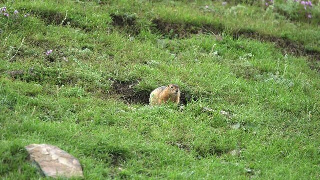 Orange fur ground squirrel in a meadow covered with green fresh grass.Sciuridae rodent marmot genus marmota chipmunk prairie dog tailed tail groundhog suslik cynomys souslik dogs animal wild wildlife 