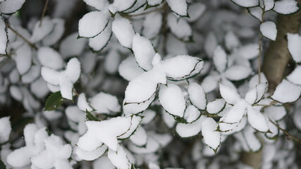 White snow covers all the leaves.