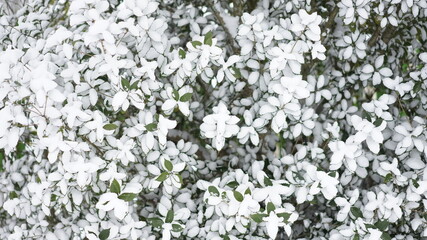 White snow covers all the leaves.