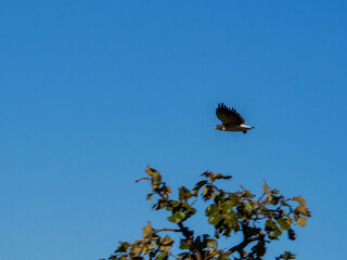Aguila en vuelo