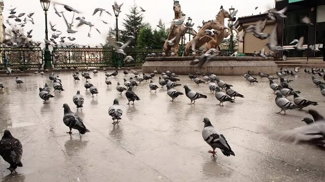 Lots of Scared Pigeons Fly Away