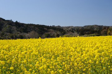 Obraz premium 菜の花畑