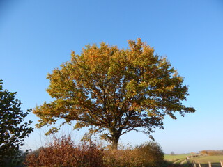 autumn tree in the park