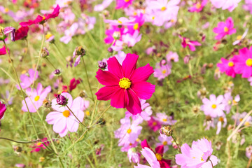 Obraz premium Cosmos flower