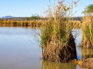 Vegetacion en una represa, insectos en el agua