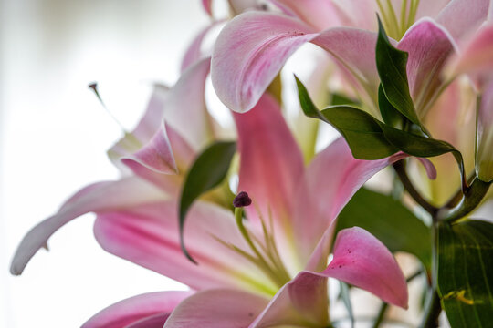 Closeup of a bunch of blooming pink lilies