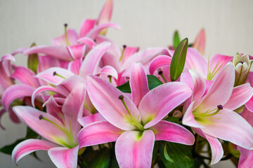 Closeup of a bunch of blooming pink lilies