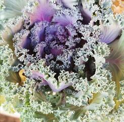 bouquet of flowers