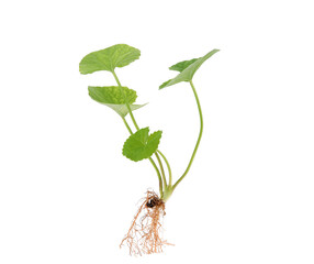 Centella asiatica isolated on white background