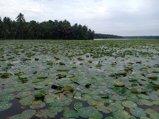 lakes are always beautiful with Lotus flowers