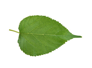Fototapeta premium Green Mulberry leaf isolated on white background