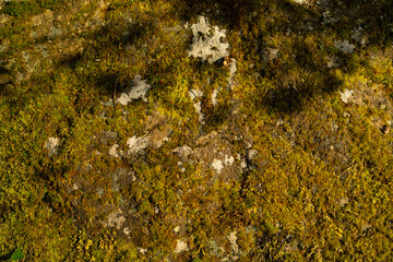 Natural background with stone texture and moss