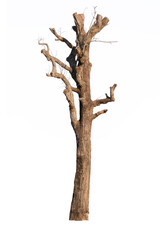 Fototapeta premium Dry branch of dead tree isolated on white background.