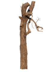 Dry branch of dead tree isolated on white background.