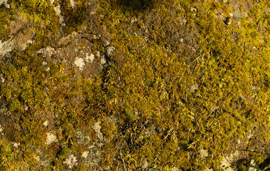Natural background with stone texture and moss