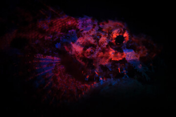 Under blue light, a scorpionfish fluoresces in Raja Ampat, Indonesia. This remote, tropical region is known as the heart of the Coral Triangle due to its spectacular marine biodiversity.